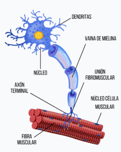 ¿En qué consiste un electromiograma?