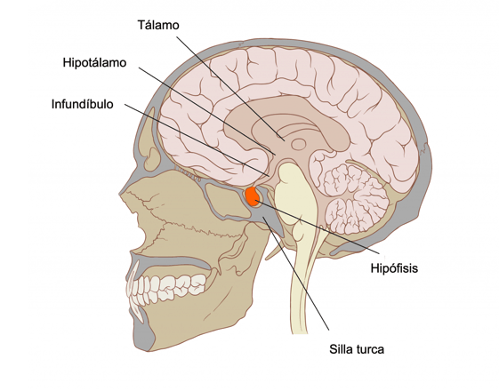 Tumor hipofisario